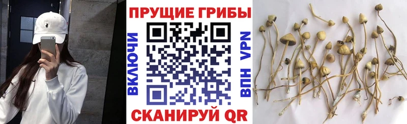 Купить Наро-Фоминск Галлюциногенные грибы мицелий